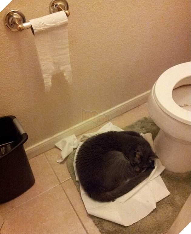 Tổng hơp hình ảnh những hành động lạ của mèo khiến bạn vừa khó hiểu vừa buồn cười thích thú 6