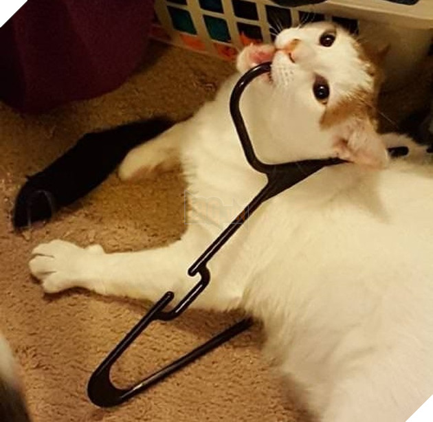 Tổng hơp hình ảnh những hành động lạ của mèo khiến bạn vừa khó hiểu vừa buồn cười thích thú 7