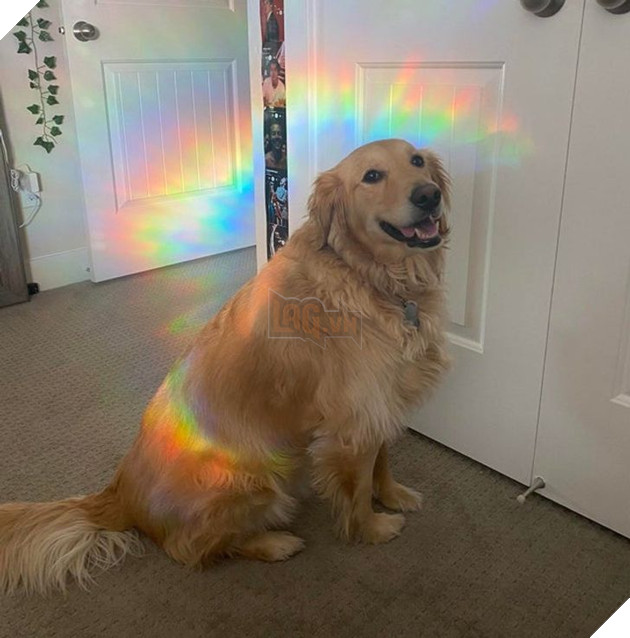 Tổng hợp hình ảnh chú cún nũng nịu cực dễ thương giúp bạn vui vẻ cả ngày 10