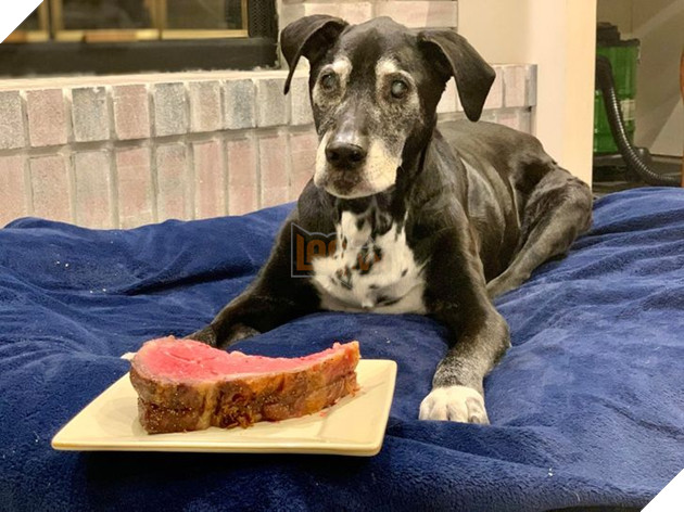 Tổng hợp hình ảnh chú cún nũng nịu cực dễ thương giúp bạn vui vẻ cả ngày 11