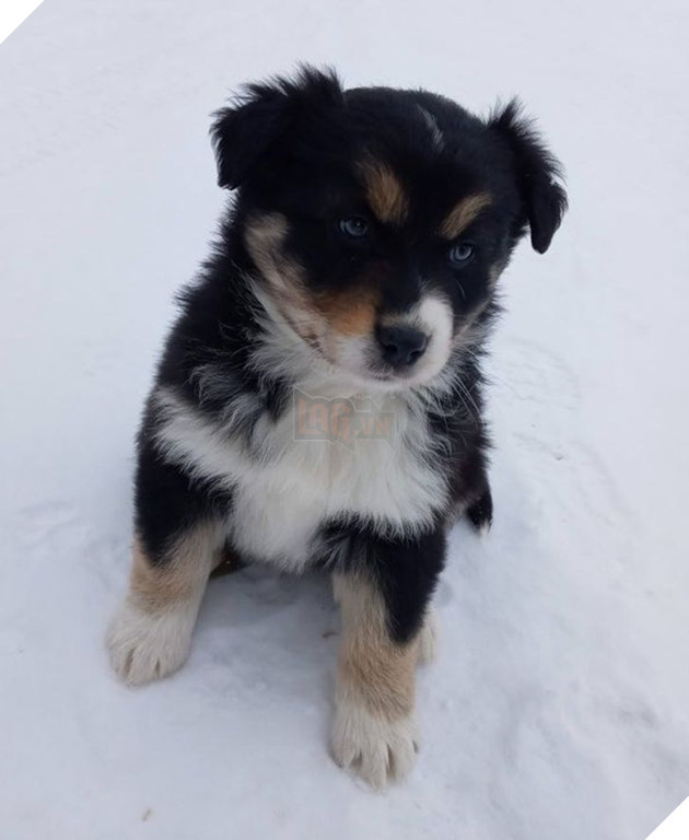 Tổng hợp hình ảnh chú cún nũng nịu cực dễ thương giúp bạn vui vẻ cả ngày 12