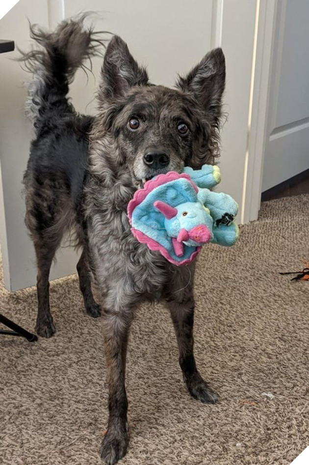 Tổng hợp hình ảnh chú cún nũng nịu cực dễ thương giúp bạn vui vẻ cả ngày 13