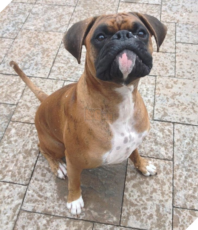 Tổng hợp hình ảnh chú cún nũng nịu cực dễ thương giúp bạn vui vẻ cả ngày 14