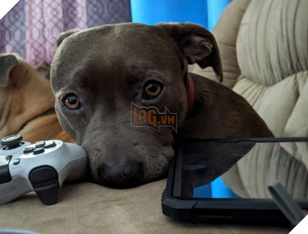 Tổng hợp hình ảnh chú cún nũng nịu cực dễ thương giúp bạn vui vẻ cả ngày 15