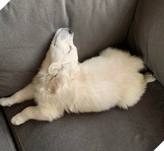 Tổng hợp hình ảnh chú cún nũng nịu cực dễ thương giúp bạn vui vẻ cả ngày