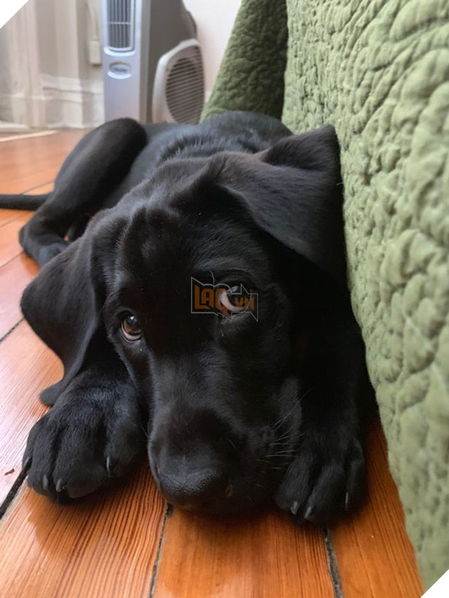 Tổng hợp hình ảnh chú cún nũng nịu cực dễ thương giúp bạn vui vẻ cả ngày 2