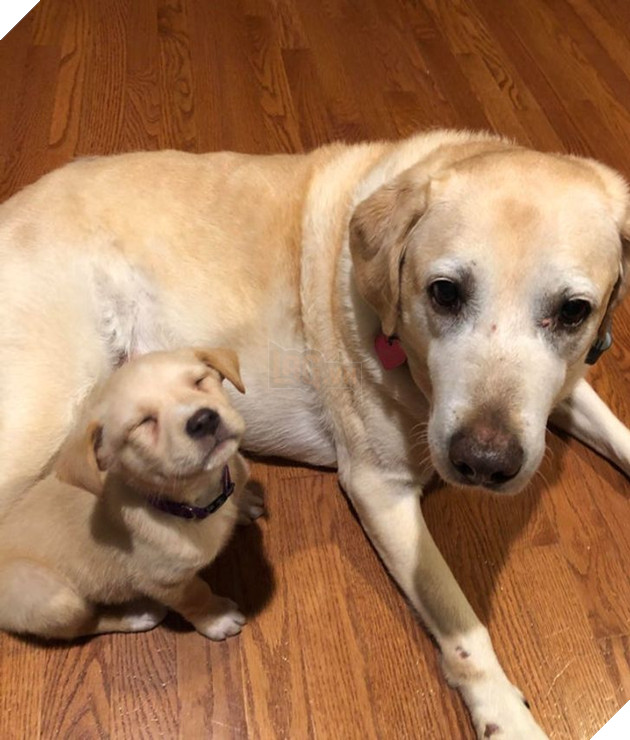 Tổng hợp hình ảnh chú cún nũng nịu cực dễ thương giúp bạn vui vẻ cả ngày 3