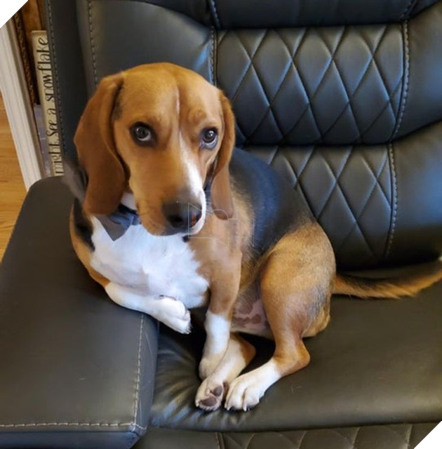 Tổng hợp hình ảnh chú cún nũng nịu cực dễ thương giúp bạn vui vẻ cả ngày 4