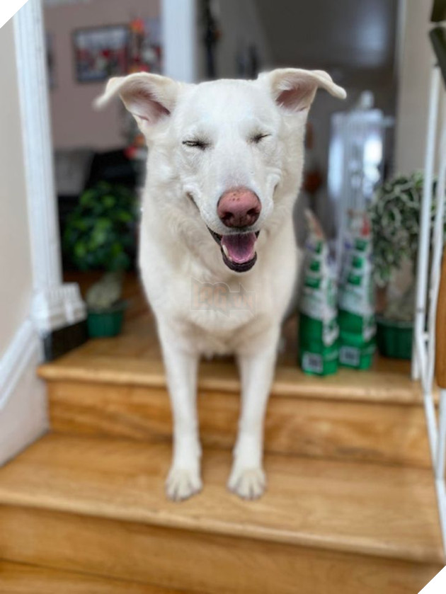 Tổng hợp hình ảnh chú cún nũng nịu cực dễ thương giúp bạn vui vẻ cả ngày 5