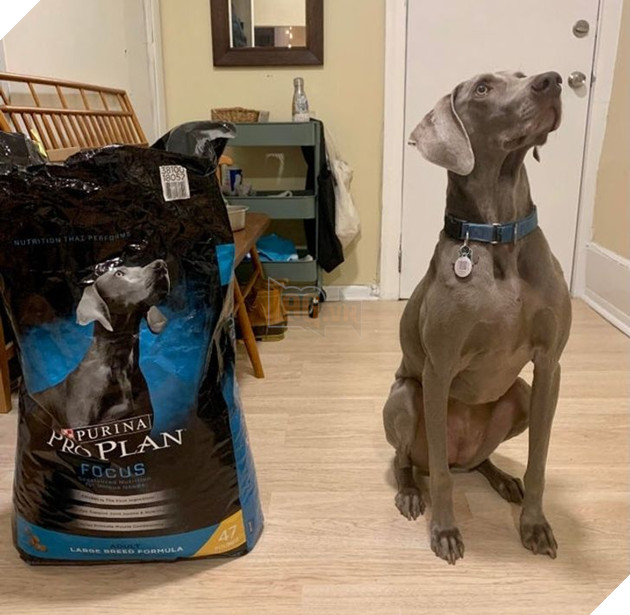 Tổng hợp hình ảnh chú cún nũng nịu cực dễ thương giúp bạn vui vẻ cả ngày 6