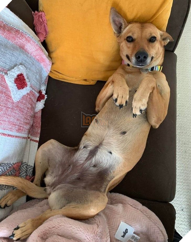 Tổng hợp hình ảnh chú cún nũng nịu cực dễ thương giúp bạn vui vẻ cả ngày 7