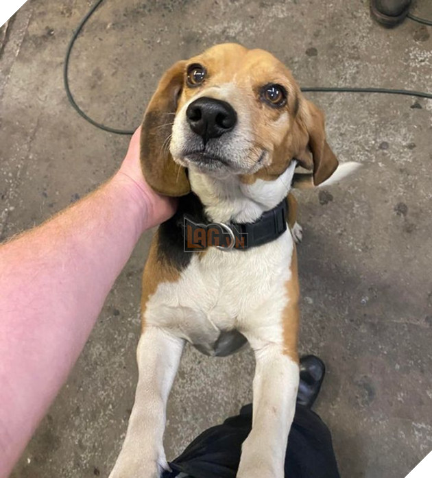 Tổng hợp hình ảnh chú cún nũng nịu cực dễ thương giúp bạn vui vẻ cả ngày 8