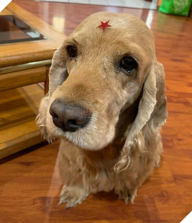 Tổng hợp hình ảnh chú cún nũng nịu cực dễ thương giúp bạn vui vẻ cả ngày 9