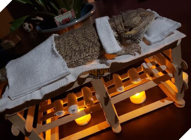 20 hình ảnh những bé động vật đáng yêu tìm ra cách giải tỏa căng thẳng và làm dịu cuộc sống bận rộn 10