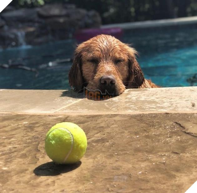 20 hình ảnh những bé động vật đáng yêu tìm ra cách giải tỏa căng thẳng và làm dịu cuộc sống bận rộn 11