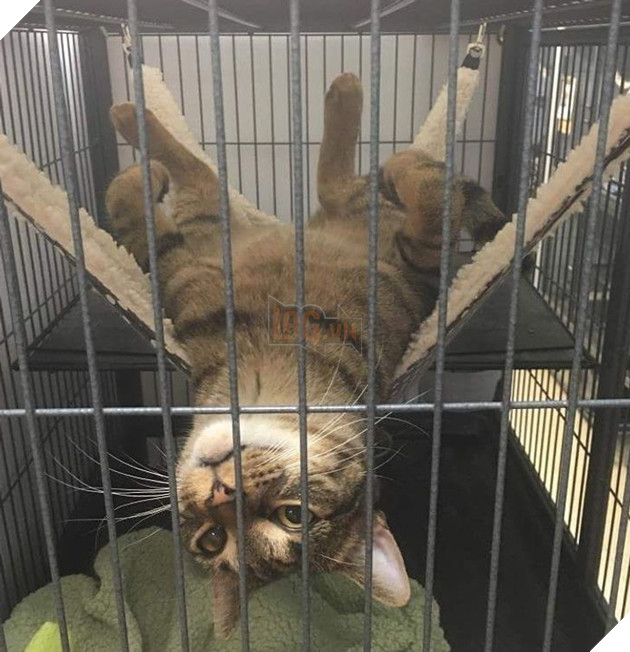 20 hình ảnh những bé động vật đáng yêu tìm ra cách giải tỏa căng thẳng và làm dịu cuộc sống bận rộn 12