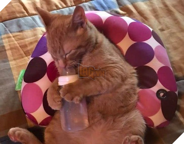 20 hình ảnh những bé động vật đáng yêu tìm ra cách giải tỏa căng thẳng và làm dịu cuộc sống bận rộn 13