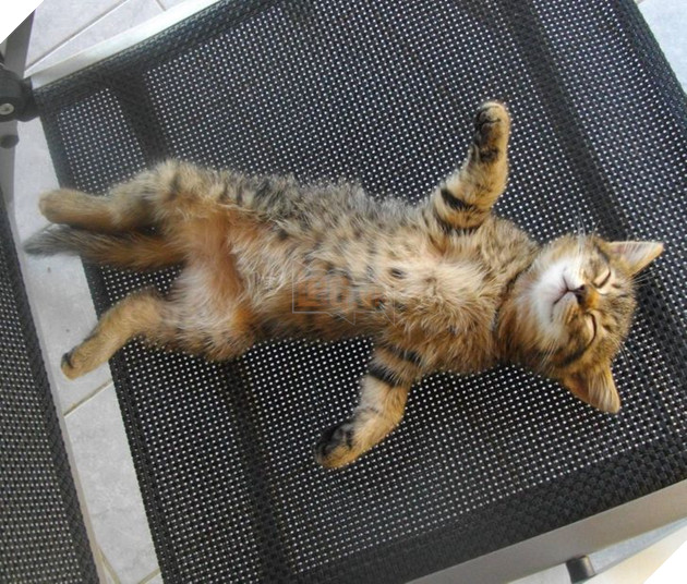 20 hình ảnh những bé động vật đáng yêu tìm ra cách giải tỏa căng thẳng và làm dịu cuộc sống bận rộn 14