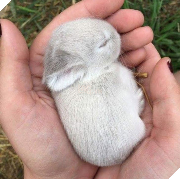 20 hình ảnh những bé động vật đáng yêu tìm ra cách giải tỏa căng thẳng và làm dịu cuộc sống bận rộn 15