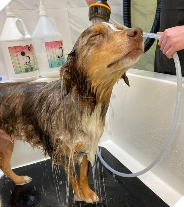 20 hình ảnh những bé động vật đáng yêu tìm ra cách giải tỏa căng thẳng và làm dịu cuộc sống bận rộn 16