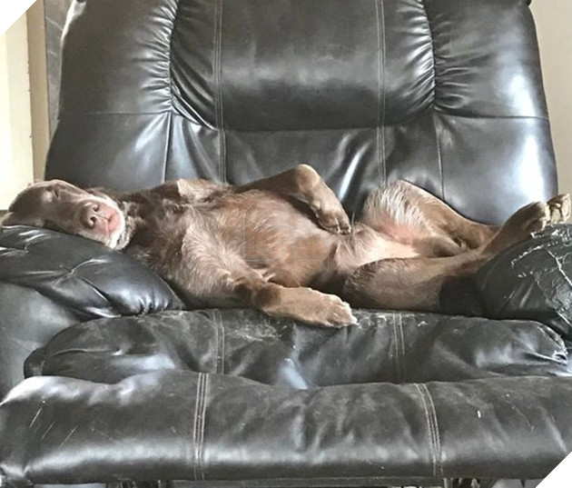 20 hình ảnh những bé động vật đáng yêu tìm ra cách giải tỏa căng thẳng và làm dịu cuộc sống bận rộn 17