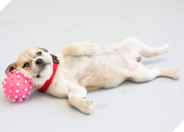 20 hình ảnh những bé động vật đáng yêu tìm ra cách giải tỏa căng thẳng và làm dịu cuộc sống bận rộn 18