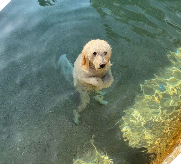 20 hình ảnh những bé động vật đáng yêu tìm ra cách giải tỏa căng thẳng và làm dịu cuộc sống bận rộn 19