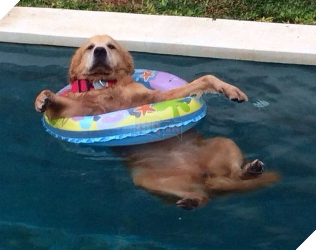 20 hình ảnh những bé động vật đáng yêu tìm ra cách giải tỏa căng thẳng và làm dịu cuộc sống bận rộn