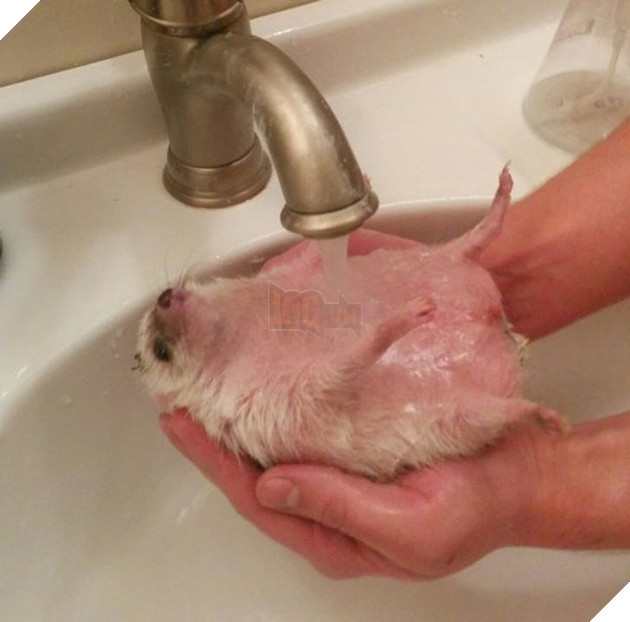 20 hình ảnh những bé động vật đáng yêu tìm ra cách giải tỏa căng thẳng và làm dịu cuộc sống bận rộn 20