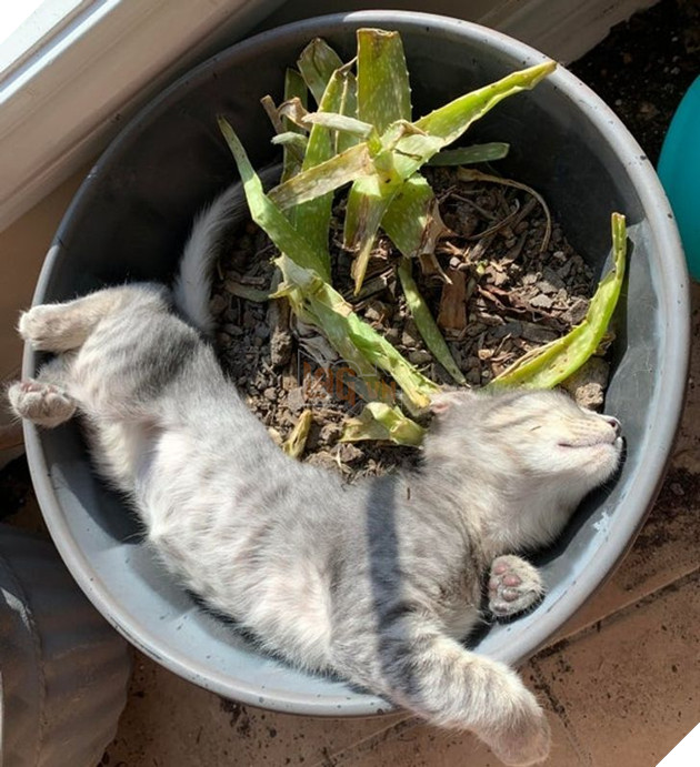 20 hình ảnh những bé động vật đáng yêu tìm ra cách giải tỏa căng thẳng và làm dịu cuộc sống bận rộn 2