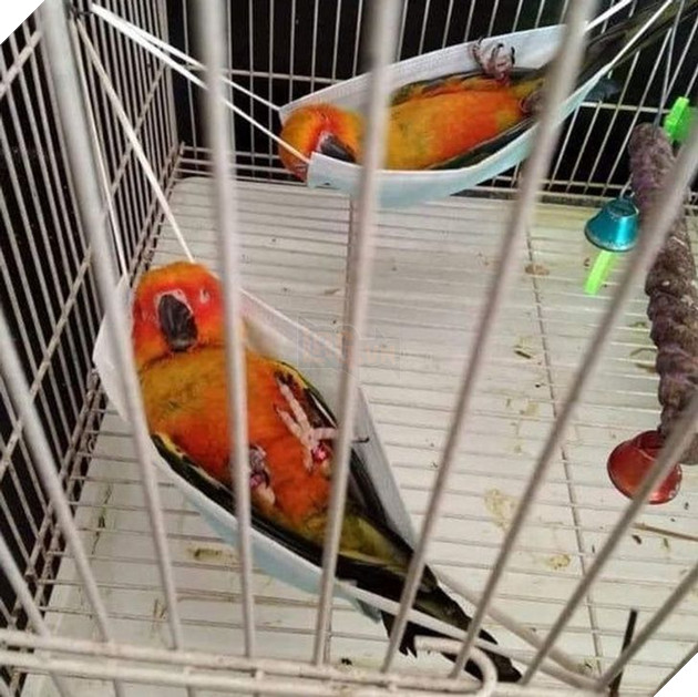 20 hình ảnh những bé động vật đáng yêu tìm ra cách giải tỏa căng thẳng và làm dịu cuộc sống bận rộn 3