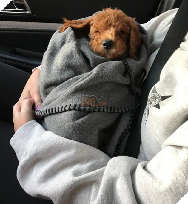 20 hình ảnh những bé động vật đáng yêu tìm ra cách giải tỏa căng thẳng và làm dịu cuộc sống bận rộn 4