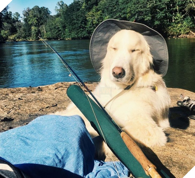 20 hình ảnh những bé động vật đáng yêu tìm ra cách giải tỏa căng thẳng và làm dịu cuộc sống bận rộn 5