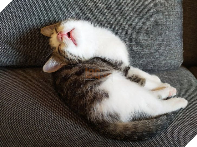 20 hình ảnh những bé động vật đáng yêu tìm ra cách giải tỏa căng thẳng và làm dịu cuộc sống bận rộn 6