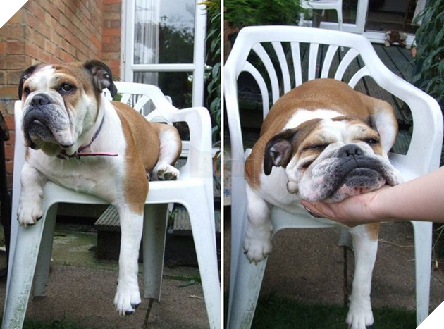 20 hình ảnh những bé động vật đáng yêu tìm ra cách giải tỏa căng thẳng và làm dịu cuộc sống bận rộn 7