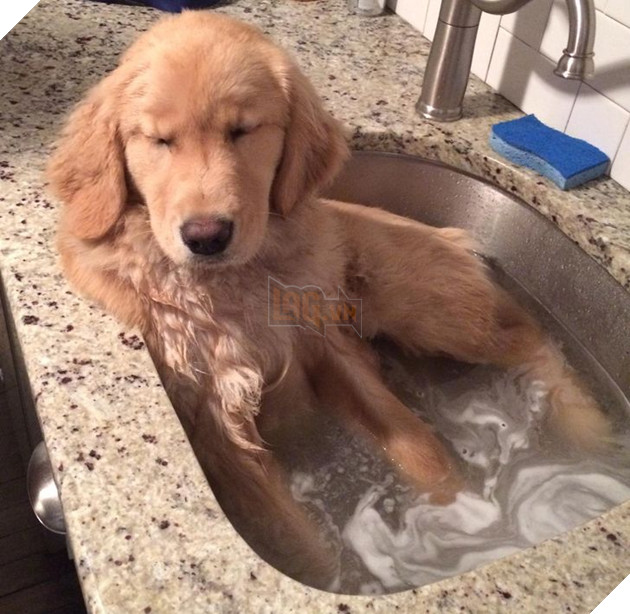 20 hình ảnh những bé động vật đáng yêu tìm ra cách giải tỏa căng thẳng và làm dịu cuộc sống bận rộn 8