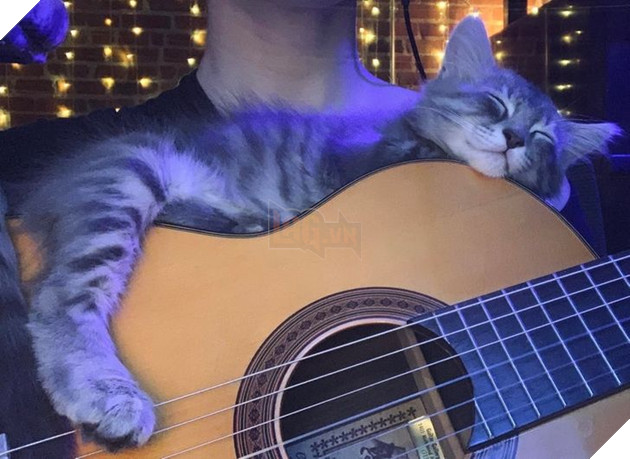 20 hình ảnh những bé động vật đáng yêu tìm ra cách giải tỏa căng thẳng và làm dịu cuộc sống bận rộn 9