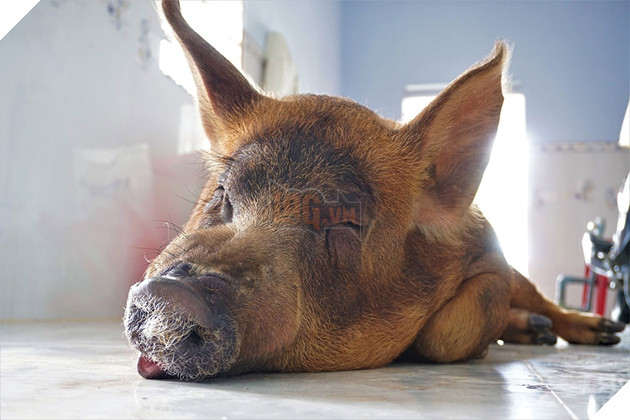 Chú heo Đẹt 'sướng nhất' miền Tây: Được ngủ quạt máy, ăn tráng miệng bằng trái cây - ảnh 2