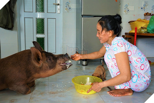 Chú heo Đẹt 'sướng nhất' miền Tây: Được ngủ quạt máy, ăn tráng miệng bằng trái cây - ảnh 3