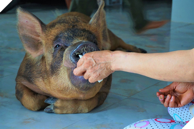 Chú heo Đẹt 'sướng nhất' miền Tây: Được ngủ quạt máy, ăn tráng miệng bằng trái cây - ảnh 4