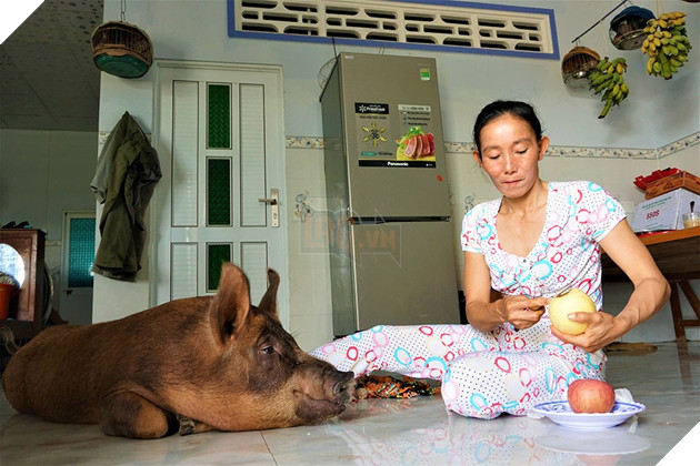 Chú heo Đẹt 'sướng nhất' miền Tây: Được ngủ quạt máy, ăn tráng miệng bằng trái cây - ảnh 5