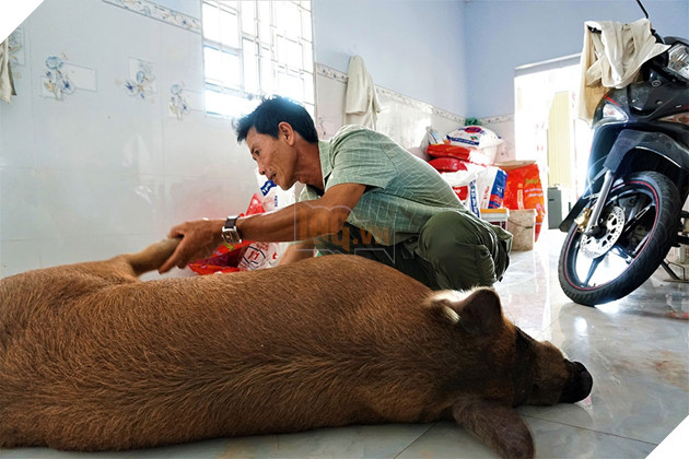 Chú heo Đẹt 'sướng nhất' miền Tây: Được ngủ quạt máy, ăn tráng miệng bằng trái cây - ảnh 6