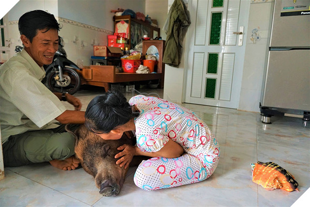 Chú heo Đẹt 'sướng nhất' miền Tây: Được ngủ quạt máy, ăn tráng miệng bằng trái cây - ảnh 7