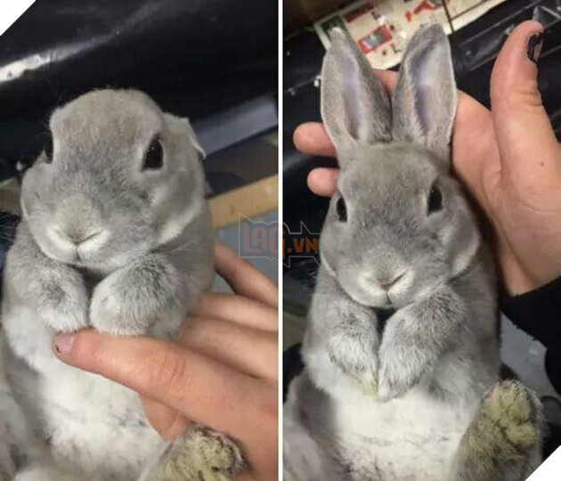 15 hình ảnh bé chó mèo xấu hổ khi bị sen chụp ảnh khiến bạn cảm thấy dễ thương không chịu nỗi 11