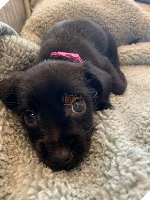 15 hình ảnh bé chó mèo xấu hổ khi bị sen chụp ảnh khiến bạn cảm thấy dễ thương không chịu nỗi 12