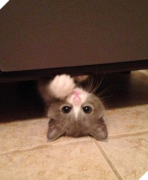 15 hình ảnh bé chó mèo xấu hổ khi bị sen chụp ảnh khiến bạn cảm thấy dễ thương không chịu nỗi 13