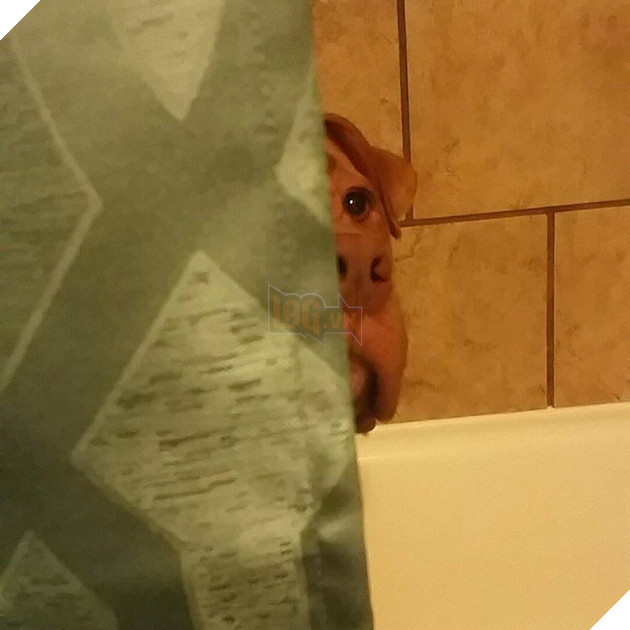 15 hình ảnh bé chó mèo xấu hổ khi bị sen chụp ảnh khiến bạn cảm thấy dễ thương không chịu nỗi 14