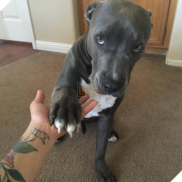 15 hình ảnh bé chó mèo xấu hổ khi bị sen chụp ảnh khiến bạn cảm thấy dễ thương không chịu nỗi 15