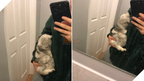 15 hình ảnh bé chó mèo xấu hổ khi bị sen chụp ảnh khiến bạn cảm thấy dễ thương không chịu nỗi 3