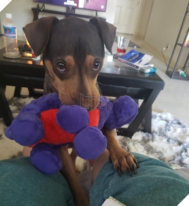 15 hình ảnh bé chó mèo xấu hổ khi bị sen chụp ảnh khiến bạn cảm thấy dễ thương không chịu nỗi 2